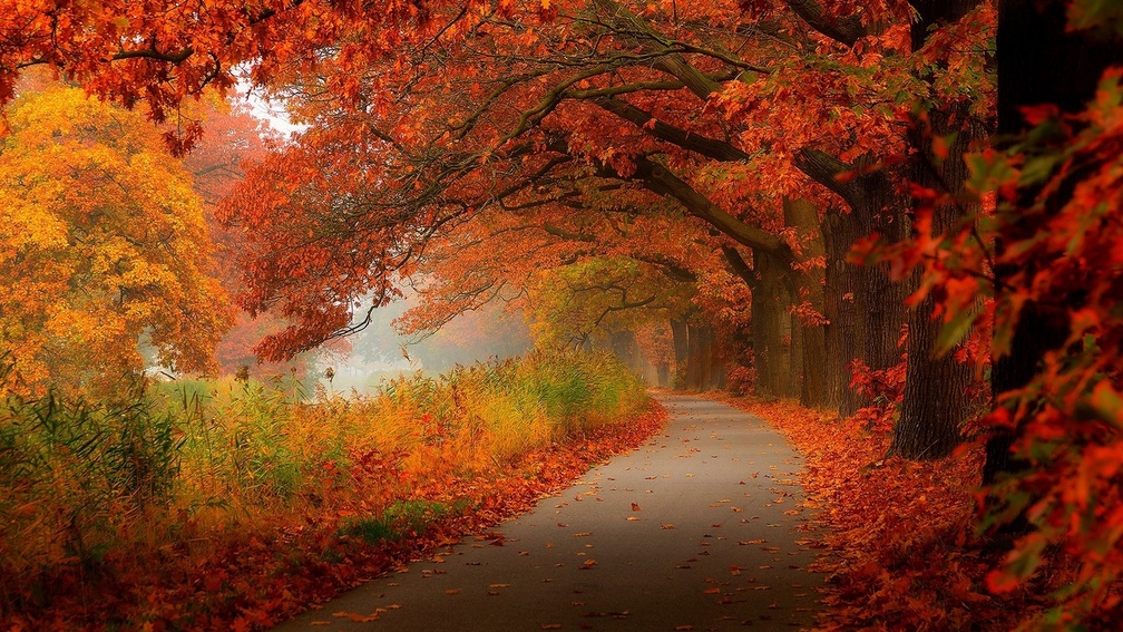 magical tree lined path along a river in autumn