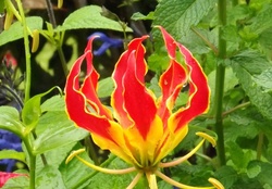 Fire Lily Flower