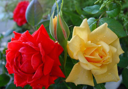 Unmatched Two Roses