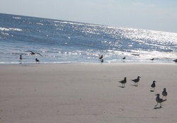 Birds on Beach