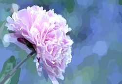 Pretty in Pink Carnation