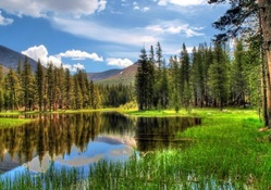beautiful forest pond hdr