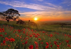 Poppy Field Sunrise