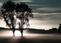 misty evening on a meadow