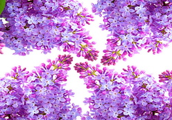 Lilac frame