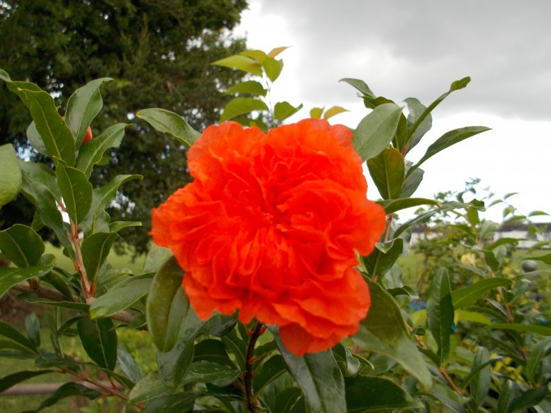pretty_orange_flower.jpg