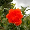Pretty Orange Flower