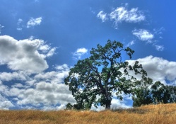 tree on a hilltop under beautiful sky hdr