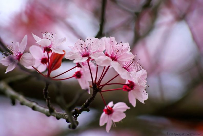 sakura_flower.jpg