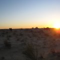 Desert sunset with camels