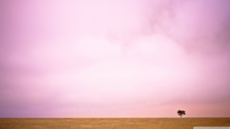 Pink sky and lone tree