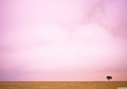 Pink sky and lone tree