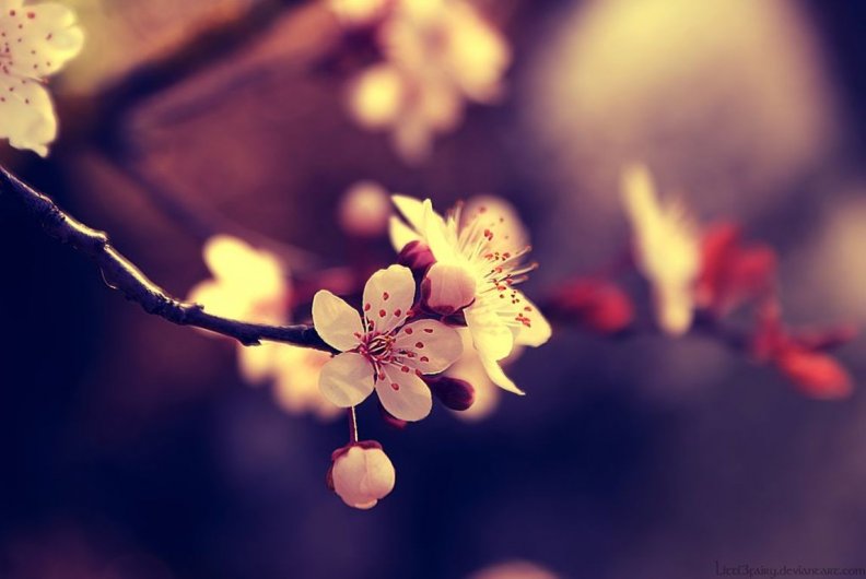 my_beautiful_spring.jpg