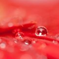 Drops on a red flower