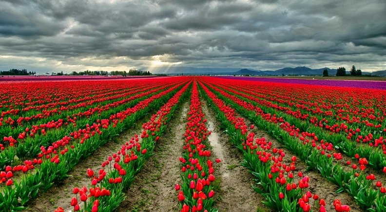 morning_tulip_field.jpg