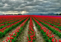 Morning Tulip Field