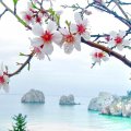 Cherry Blossoms in the beach