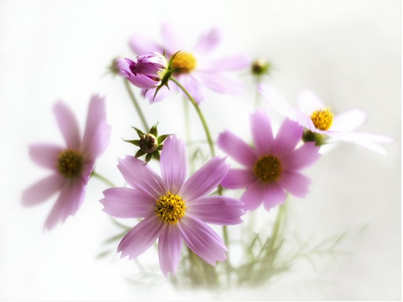 Soft Pink Cosmos Flowers For Luna (cehenot)