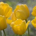 Yellow Tulips In The Rain