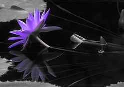 Reflection of violet lotus