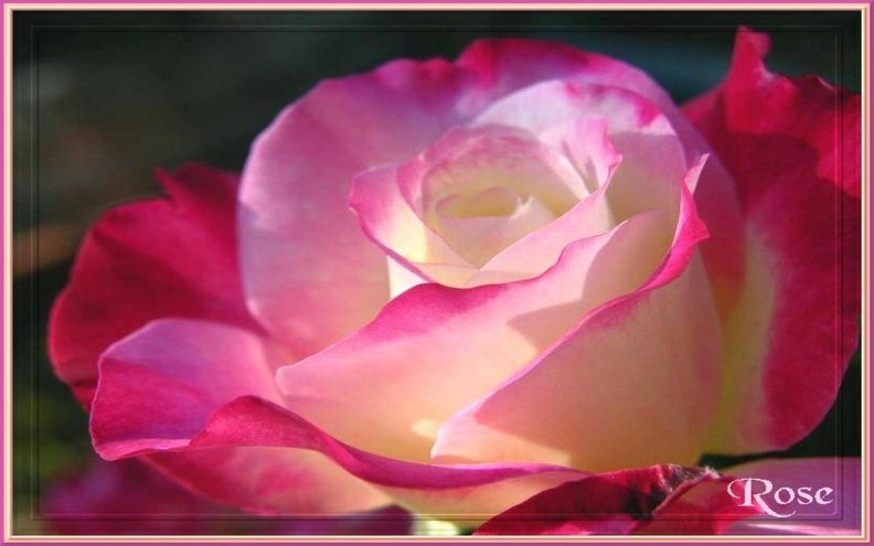 pink_shades_of_beauty.jpg