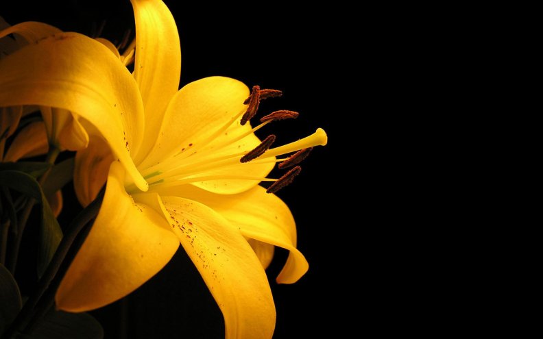  Gorgeous Yellow Lily