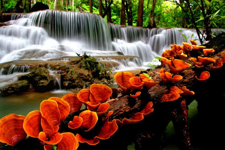 Orange mushrooms near waterfall