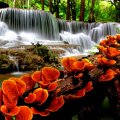 Orange mushrooms near waterfall