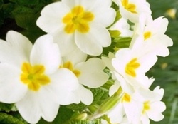 Yellow and white flowers