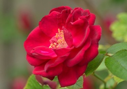 Ravishing Red Rose