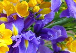 Freesias and irises