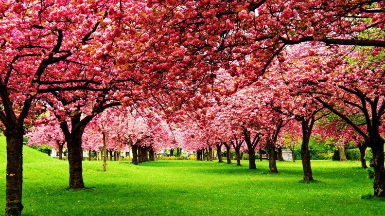 Blossoming Trees