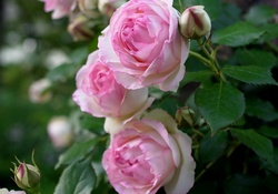 lovely pink garden roses