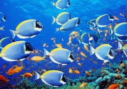 Reef fishes