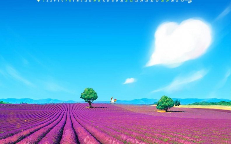lavender_field.jpg