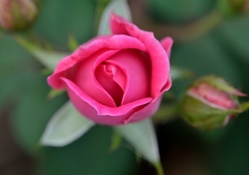 Budding Pink Rose