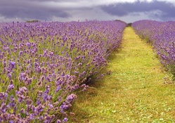 * Lavender field *