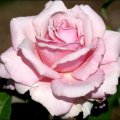 Memorial Day Rose
