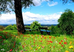 wildflowers on a hilltop park overlook