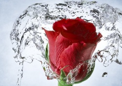 Red Rose Splash