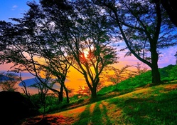 sunrise through trees on hillside