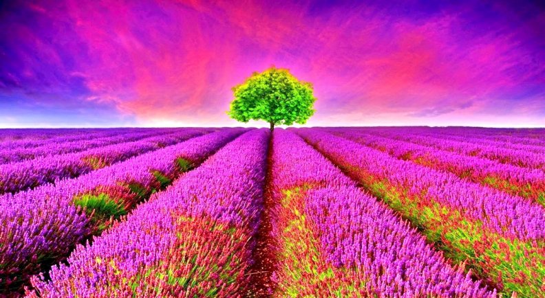 Beautiful Lavender fields