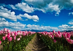 Tulips And Skies