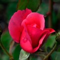 Rosy Red Rose