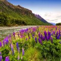 Lupine river