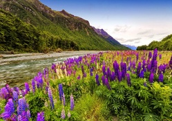 Lupine river