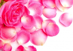 Beautiful Pink Rose Petals in Waterdrops