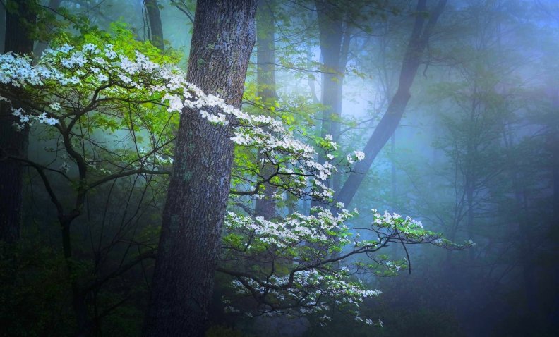foggy_forest.jpg