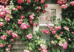 roses around a window