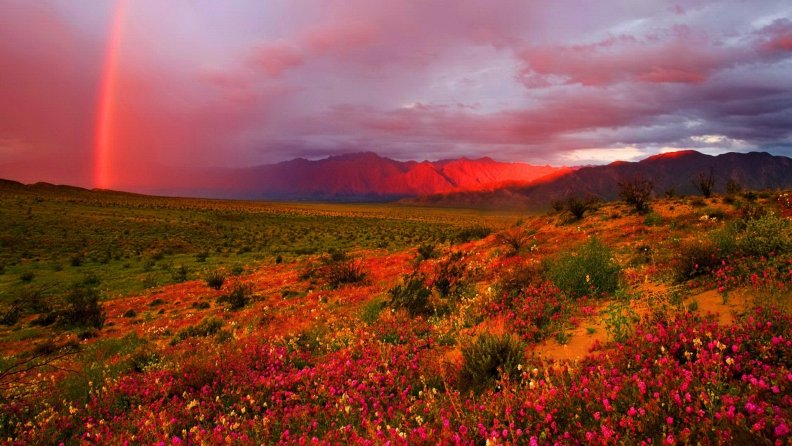 red_rainbow_over_flowering_desert.jpg